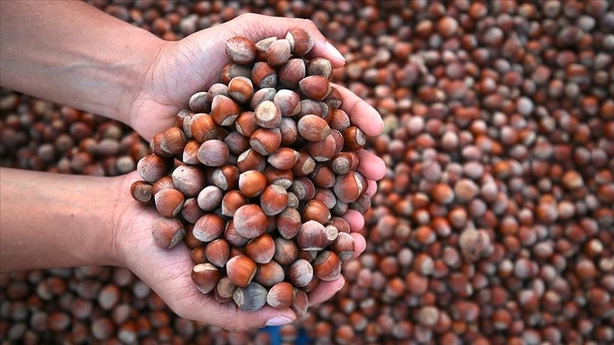 Türk fındığı ihracatta gelir rekoruna koşuyor